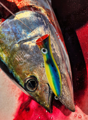 yellowfin tuna caught on a popper in Costa Rica