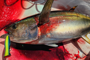 Popper Fishing Yellowfin Tuna course promo poster