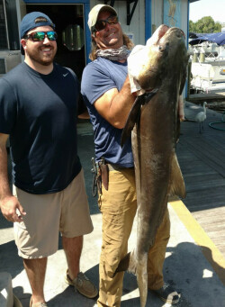 nice Cobia caught while wreck fishing in Florida