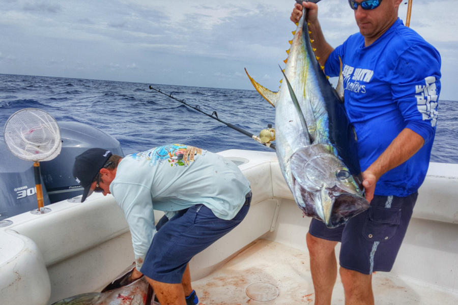 yellowfin tuna being caught in the gulf of mexico out of venice louisiana