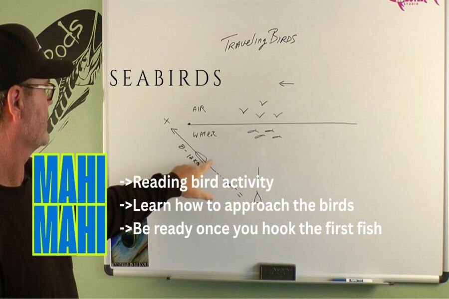 dolphin fishing and traveling seabirds video cover