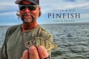 one of the most versatile baitfish is the pinfish, held here by William Toney