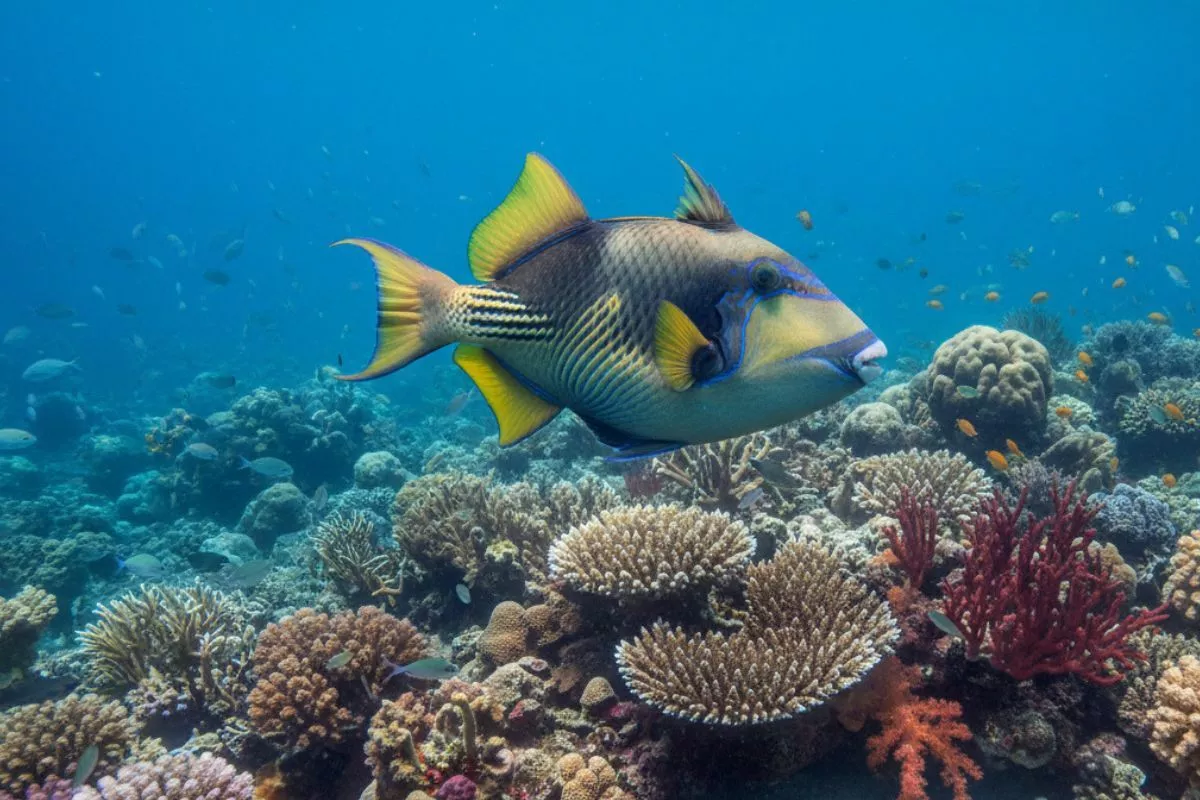 How to Catch Triggerfish: Western Atlantic & Gulf of Mexico Fishing ...