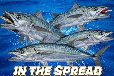 image of mackerel jumping out of the water chasing a lure