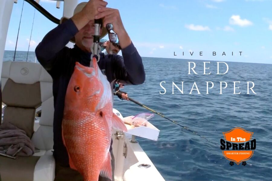 red snapper being weighed by Kevin Adney