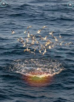 lure spread behind sportfisher with ai data stream