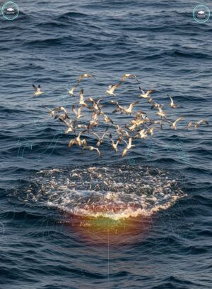 lure spread behind sportfisher with ai data stream