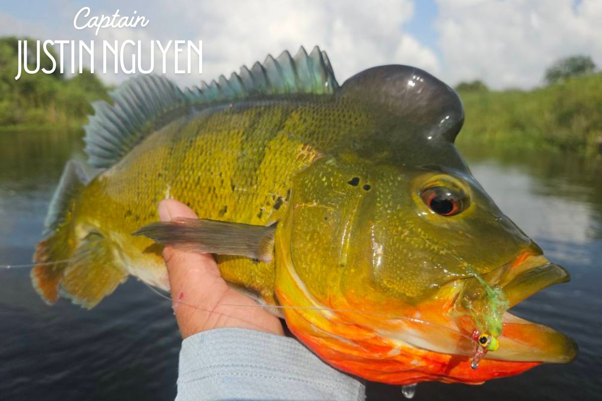Florida Peacock Bass Fishing | Captain Justin Nguyen | In The Spread