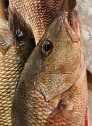 mangrove snapper teeth