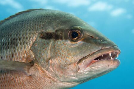 mangrove snapper close up