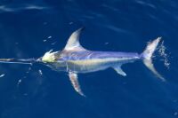 swordfish swimming next to boat with line in mouth