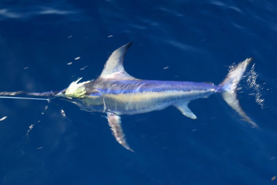 swordfish swimming next to boat with line in mouth