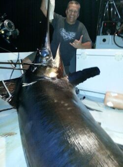 LP S-1200 electric reel in the gunwale ready for swordfishing