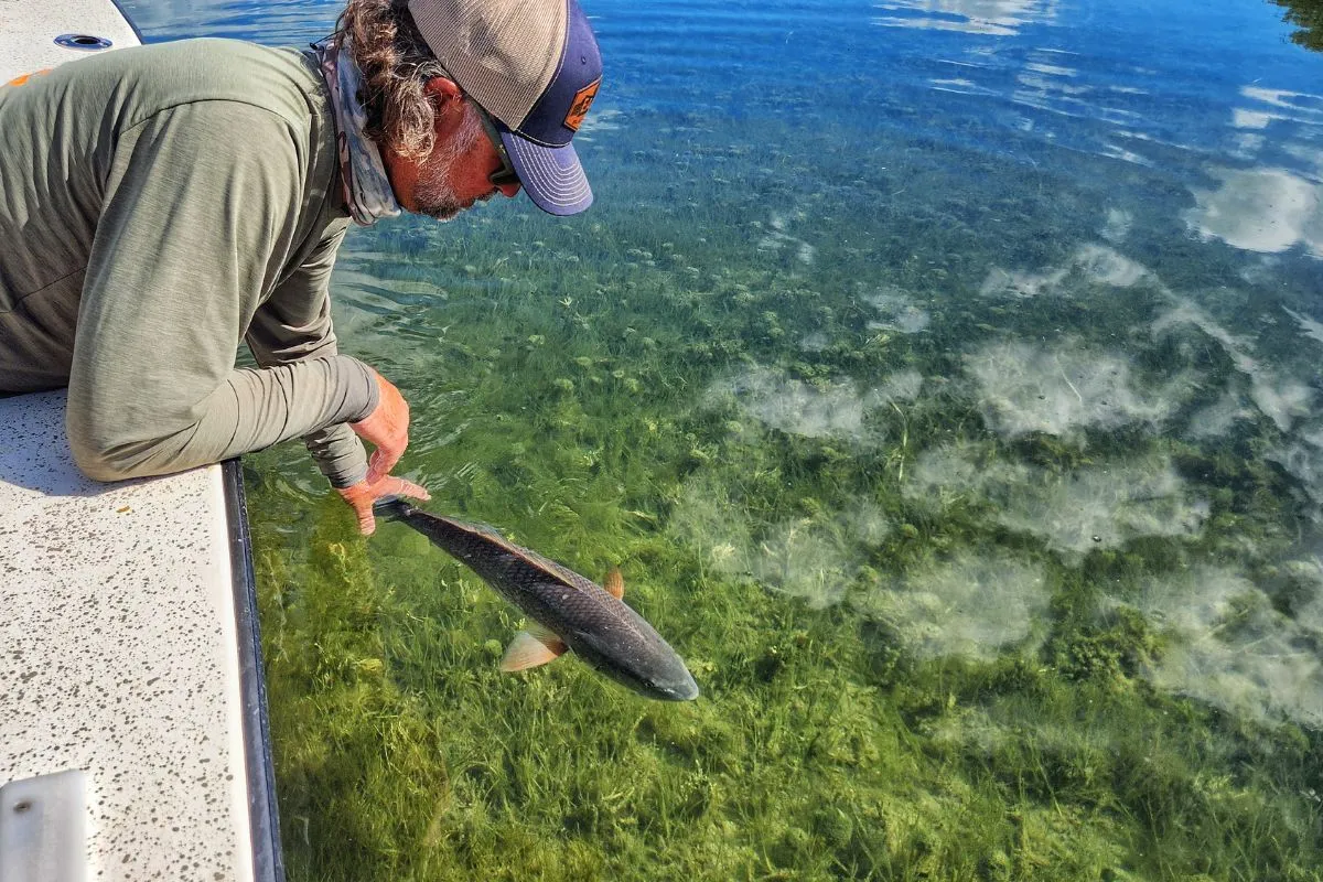 angler releasing a redfish in a Florida grass flat with clear shallow water