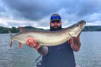 big muskellunge caught on overcast day in Tennessee with Cory Allen