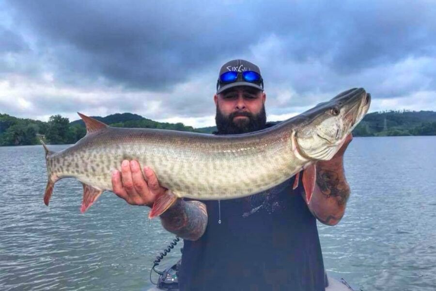big muskellunge caught on overcast day in Tennessee with Cory Allen