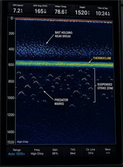 Ocean cross-section showing deep El Niño thermocline and shallow La Niña thermocline with bait and pelagic fish depth.