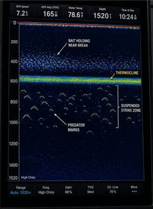 Ocean cross-section showing deep El Ni&ntilde;o thermocline and shallow La Ni&ntilde;a thermocline with bait and pelagic fish depth.