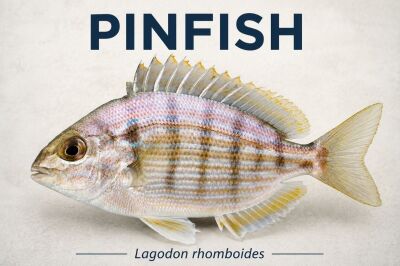 Pinfish identification image showing Lagodon rhomboides with dorsal spines and striped body
