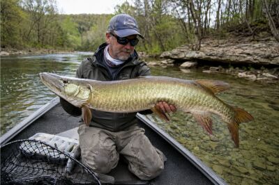 Angler holding a trophy muskie caught on a clear rocky Collins River 