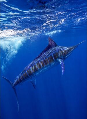 blue marlin swimming in open water near the surface