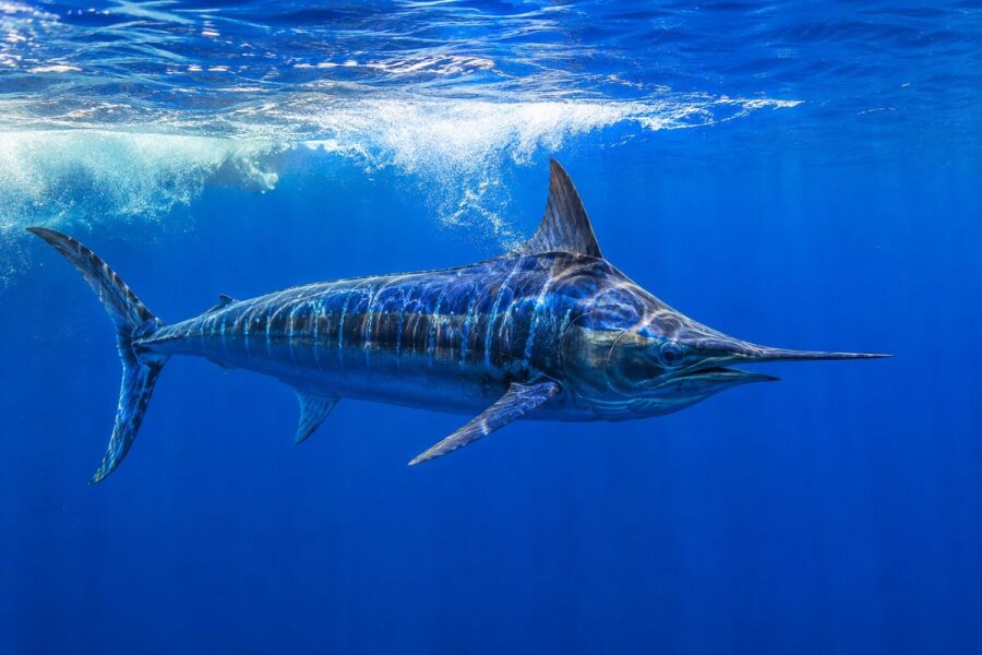 blue marlin swimming in open water near the surface