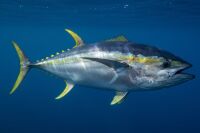 Big yellowfin tuna suspended in deep blue Gulf water off Venice, Louisiana