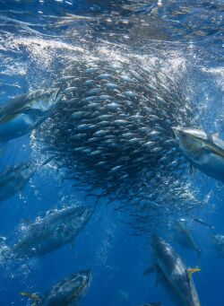 yellowfin tuna school crashing tightly packed baitfish in open water