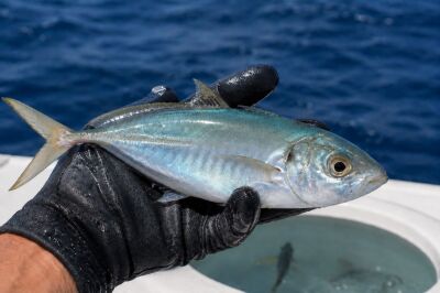 Live blue runner for yellowfin tuna fishing offshore