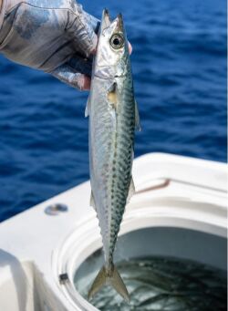 Live blue runner for yellowfin tuna fishing offshore