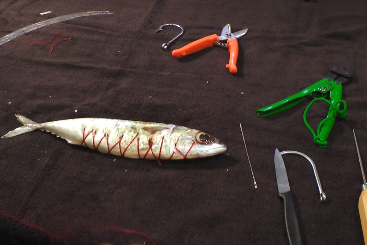 fish zone lures Xzone MB Fat Finesse Worm Island Home faced head 3 Waters Big Fish Color:Small Pin Fish Subsurface