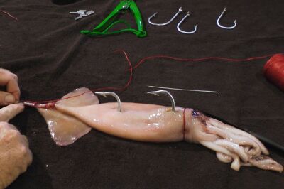 whole squid rigged with double hooks for swordfish bait