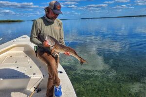 late winter redfish caught with live shrimp rigged on jig head fishing the grass flats of Homosassa