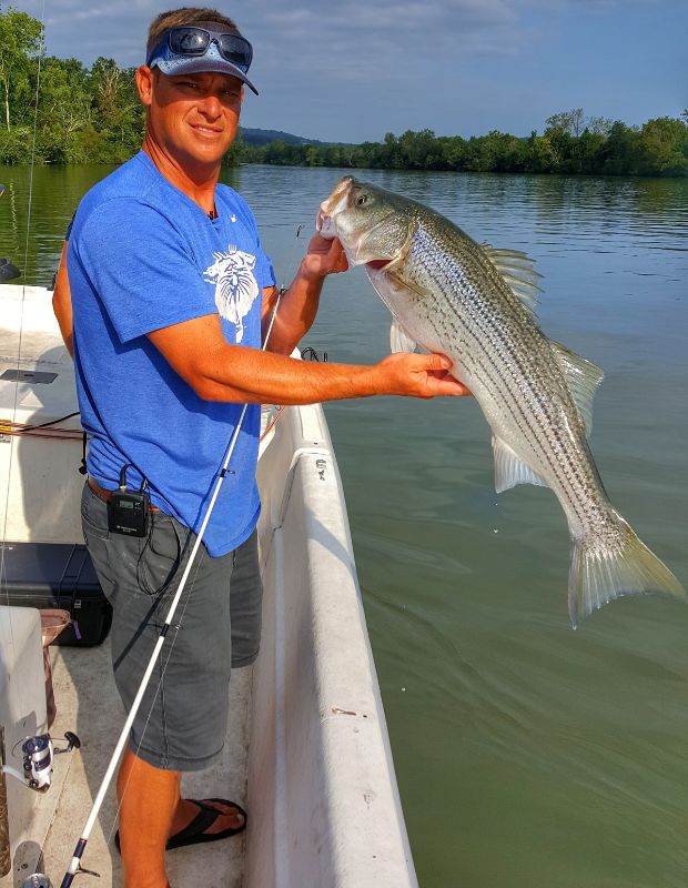 Capt. Todd Asher holding a striped bass caught on Melton Hill Lake in East Tennessee