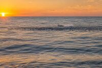 Fall mullet run off Sebastian Inlet beach at sunrise with a tarpon rolling along the edge of the bait school.