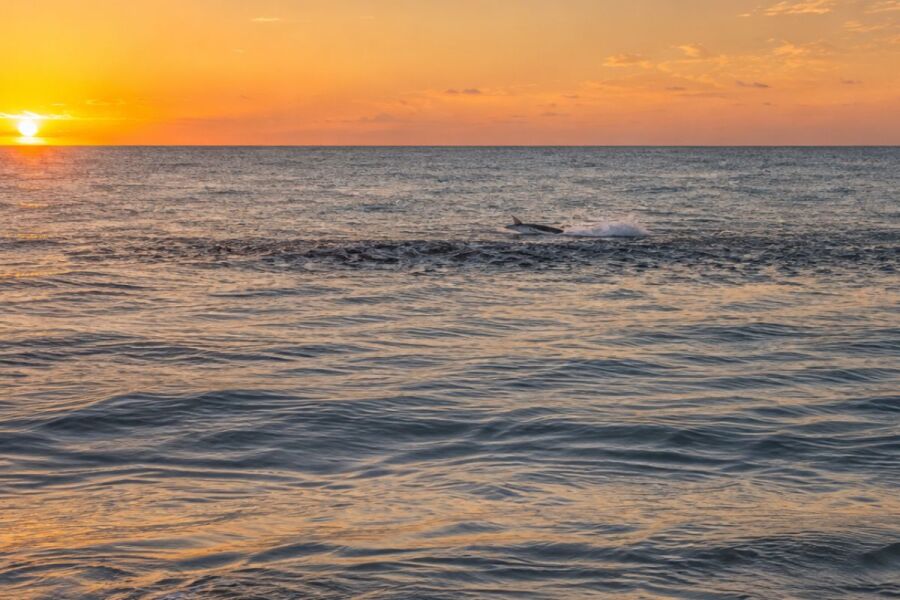 Fall mullet run off Sebastian Inlet beach at sunrise with a tarpon rolling along the edge of the bait school.